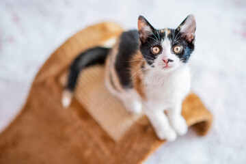 Fototapeta na wymiar Mały, uroczy kotek