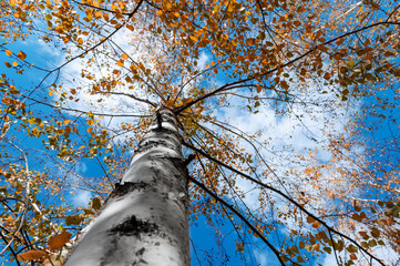 Birch in orange foliage against a blue sky. Bottom view.