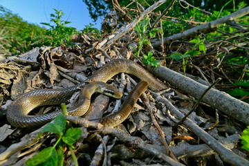Aesculapian snake // Äskulapnatter (Zamenis longissimus)