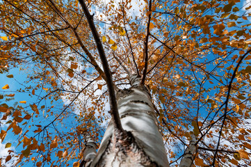 Birch in orange foliage against a blue sky. Bottom view.