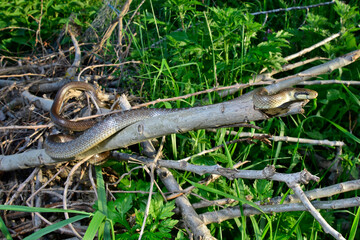 Äskulapnatter // Aesculapian snake (Zamenis longissimus) 
