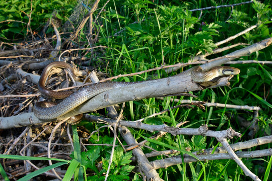 &Auml;skulapnatter // Aesculapian snake (Zamenis longissimus) 