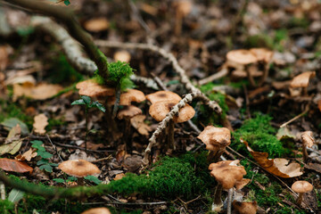 mushrooms in the forest