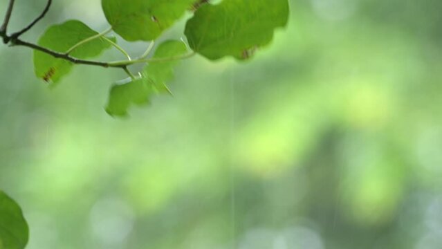 Raining shower in the dense forest, close-up of rainfall in jungle, water droplets fixed on green leaves, Raining day in tropical forest. rain drop on bodhi leaf.Heavy Rain Falling on bodhi Tree Leaf.