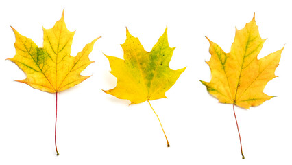 Fall maple leaves isolated on white.
