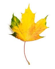 Fall maple leaf isolated on white.