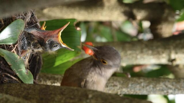 Red-bellied thrush feeding baby bird with Surinam cherry fruit, vertical video