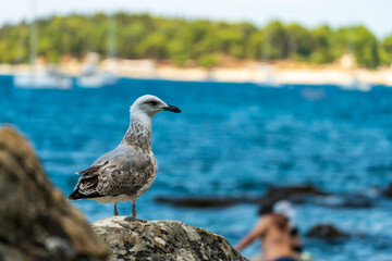 A seagull in front of the blue sea
