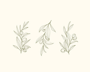 Olive Logo, Olive Branch, Olive Vector, Botanical Logo