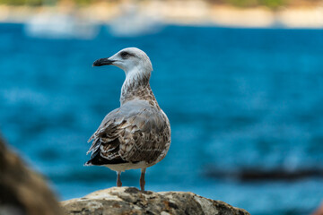 A seagull in front of the blue sea