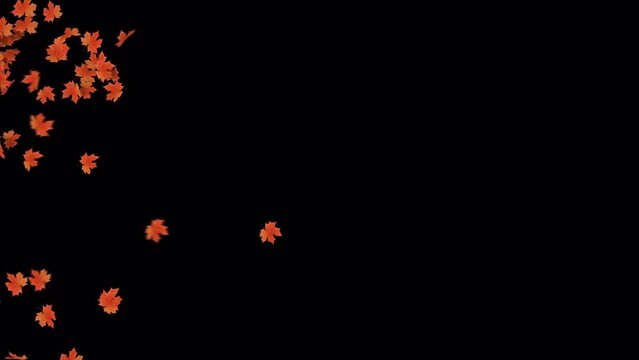 Maple Leaves Transition on Ground. 3D rendering. background of maple leaves noise wind left to right, completely clearing the frame on a transparent alpha channel.