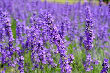 Obraz premium Lavender Estate