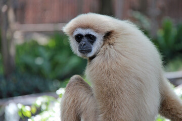 gibbon in a zoo in thailand