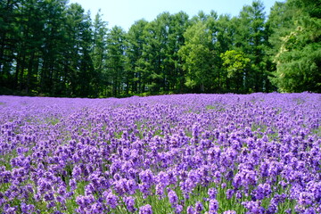 Obraz premium Lavender Estate