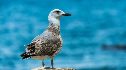 A seagull in front of the blue sea