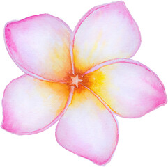 frangipani flower in the holiday summer watercolor hand painted.
