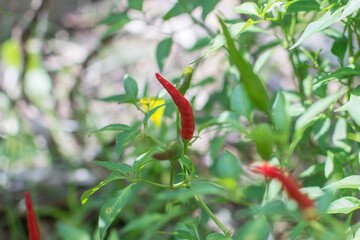 Red chili  pepper growing in the garden