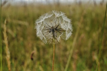 Closeup of a common dandelion found in the wilderness