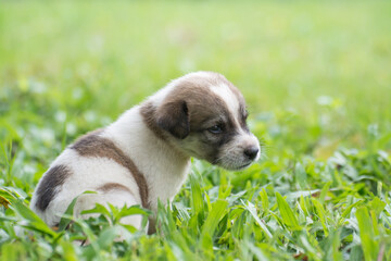 thai puppy  sitting on the grass