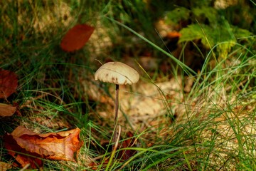 Inedible mushroom
