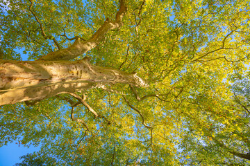 Obraz premium low angle view of a maple tree under the blue sky in autumn