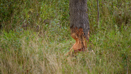 WILDLIFE - Tree gnawed by beavers