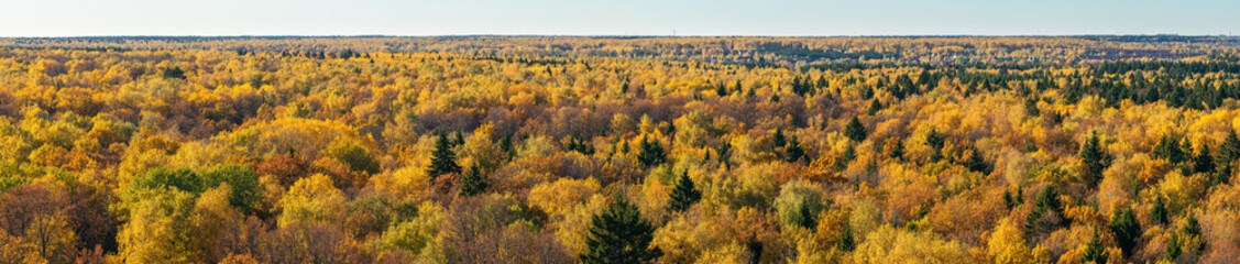 Colourful autumn forest panorama. Vibrant gold colours foliage on trees in woodland. High angle aerial view on horizon in October sunny day