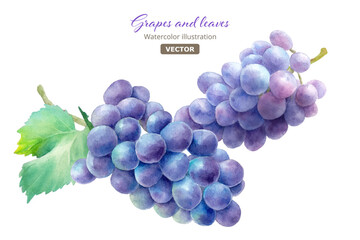 収穫した2つの葉がついた紫葡萄。水彩イラスト。巨峰。（ベクター。レイアウト変更可能）
