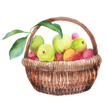 Watercolor hand drawn basket with apples, lefs and other fruits isolated 