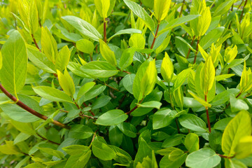 Bright green background of a young bush with green leaves.