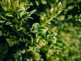 Fresh spring foliage