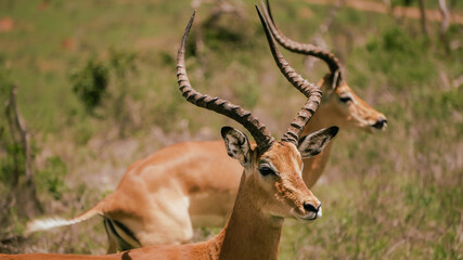 close up of two impalas in the masai mara