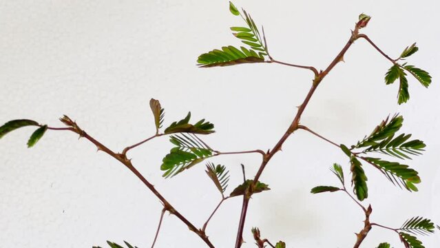 Mimosa pudica also called sensitive plant, sleepy plant, action plant touch-me-not, shameplant  the compound leaves fold inward and droop when touched or shaken.