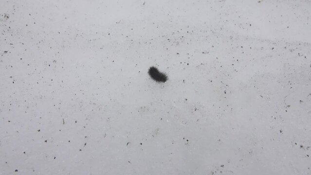 Caterpillar winter moth is crawling on monotonous snow. Garden tiger moth (Arctia caja, syn. Phragmatobia fuliginosa) early awakening and moving to a place of food