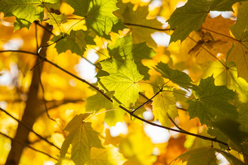 Obraz premium Golden Maple Crown