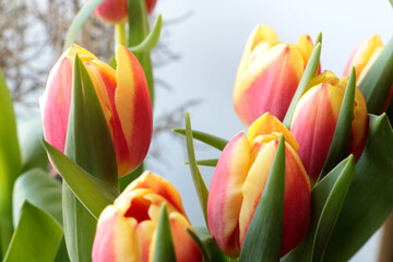 Bouquet of blooming flowers. Beautiful fragrant flowering tulips.