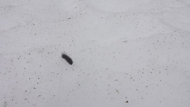 Caterpillar winter moth is crawling on monotonous snow. Garden tiger moth (Arctia caja, syn. Phragmatobia fuliginosa) early awakening and moving to a place of food