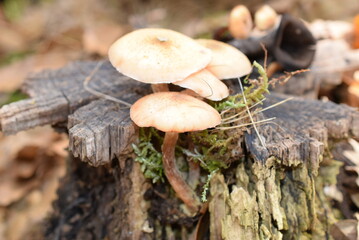 Wild mushrooms