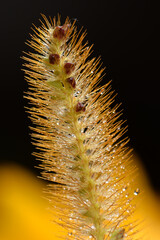 ear of grass with seeds on a macro scale