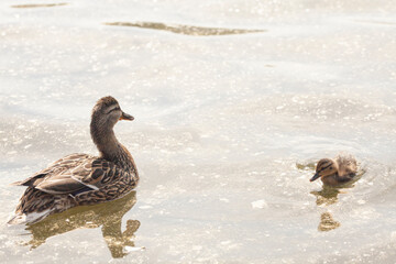 Mallard female with little duckling in a living nature on the river on a sunny day.