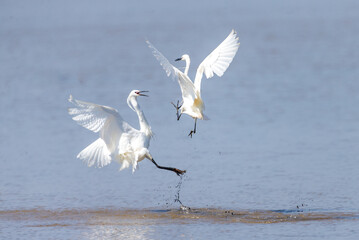 Little egrets