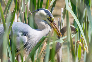 Grey heron with eel