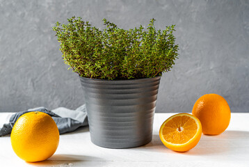Orange thyme or thymus citriodorus plant in grey vase with sliced oranges on grey background