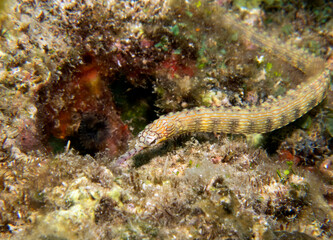 A Schultz pipefish on rocks Boracay Island Philippines