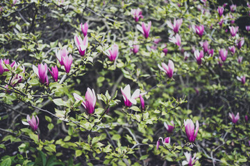 magnolia with pink flowers, close-up shot at shallow depth of field