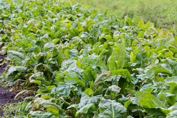 Fragment of the sugar beet field in overcast weather