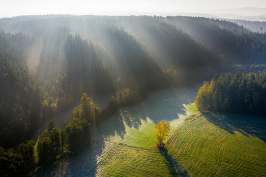 Aerial View Of Forest Clearing With Bushes And Trees With Shiny Sunlight