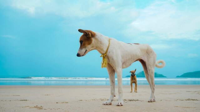 Cute Aspin dog standing on sand beach by water under blue sky