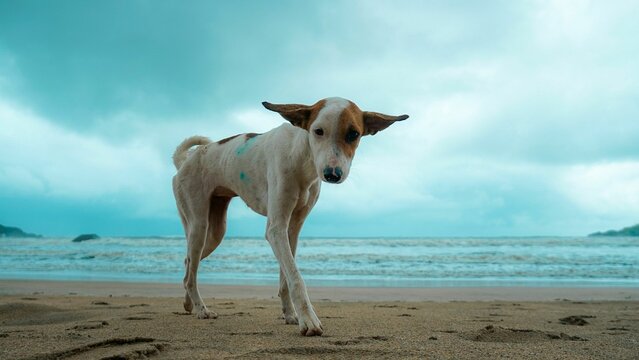 Cute Aspin dog standing on sand beach by water under blue sky looking at the camera