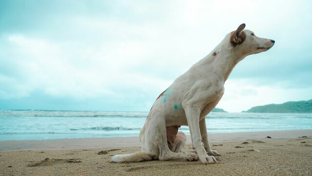 Cute Aspin dog sitting on sand beach by water under blue sky